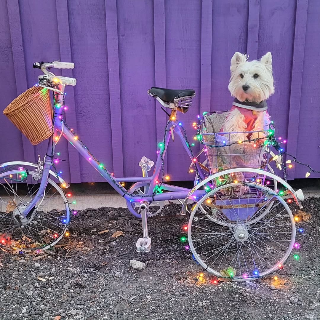 Post 5 by neob lavender on Instagram (carousel)