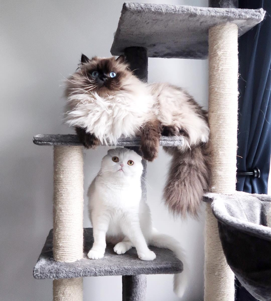Post 8 by 🩵 milo • marshmallow 🩷 on Instagram (image)