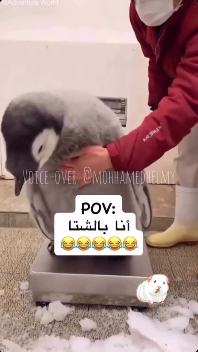 Post 7 by Nivin Elhussiny on Instagram (video)