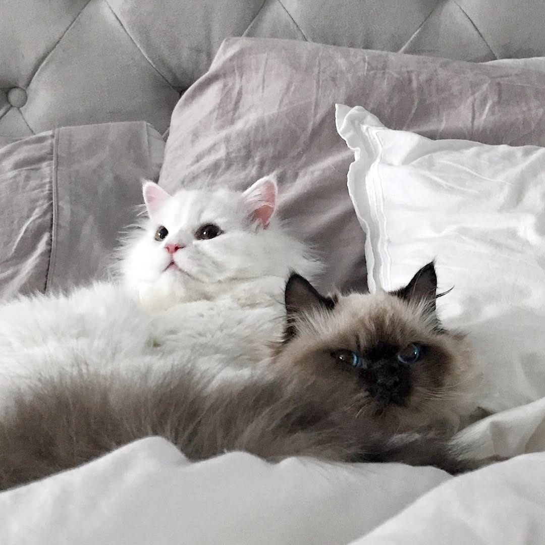 Post 10 by 🩵 milo • marshmallow 🩷 on Instagram (carousel)