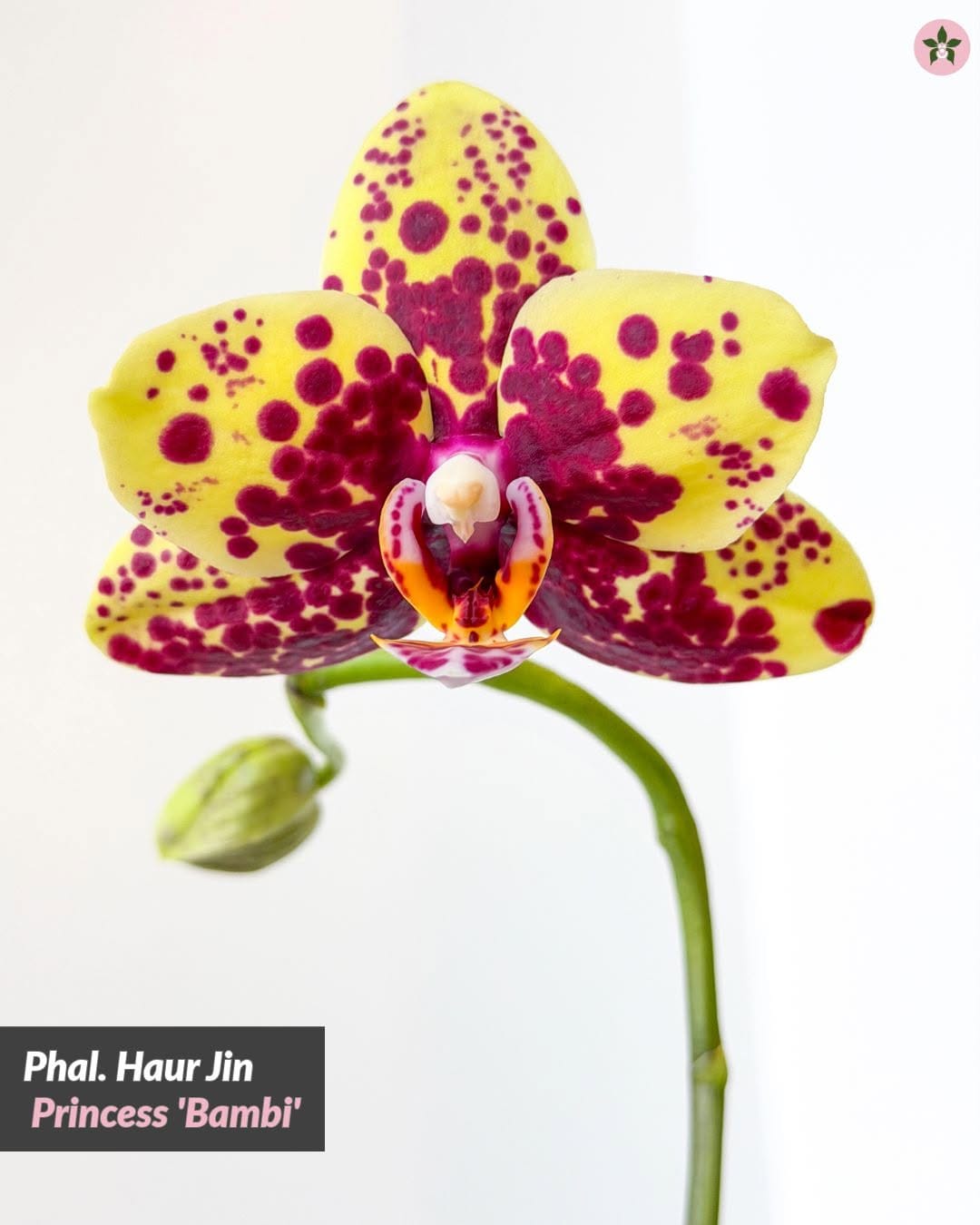 Post 3 by Roehampton Orchids on Instagram (carousel)