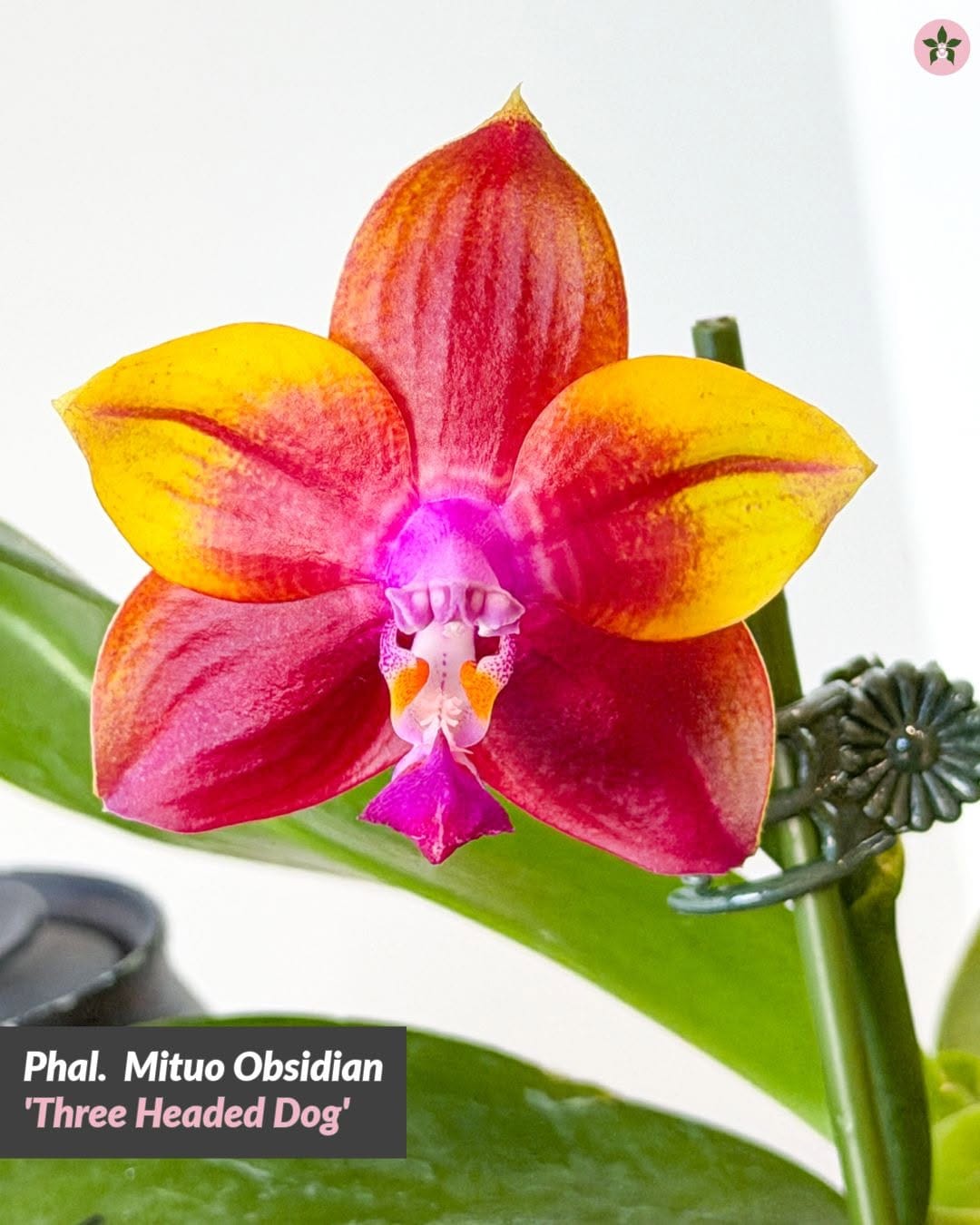 Post 8 by Roehampton Orchids on Instagram (carousel)
