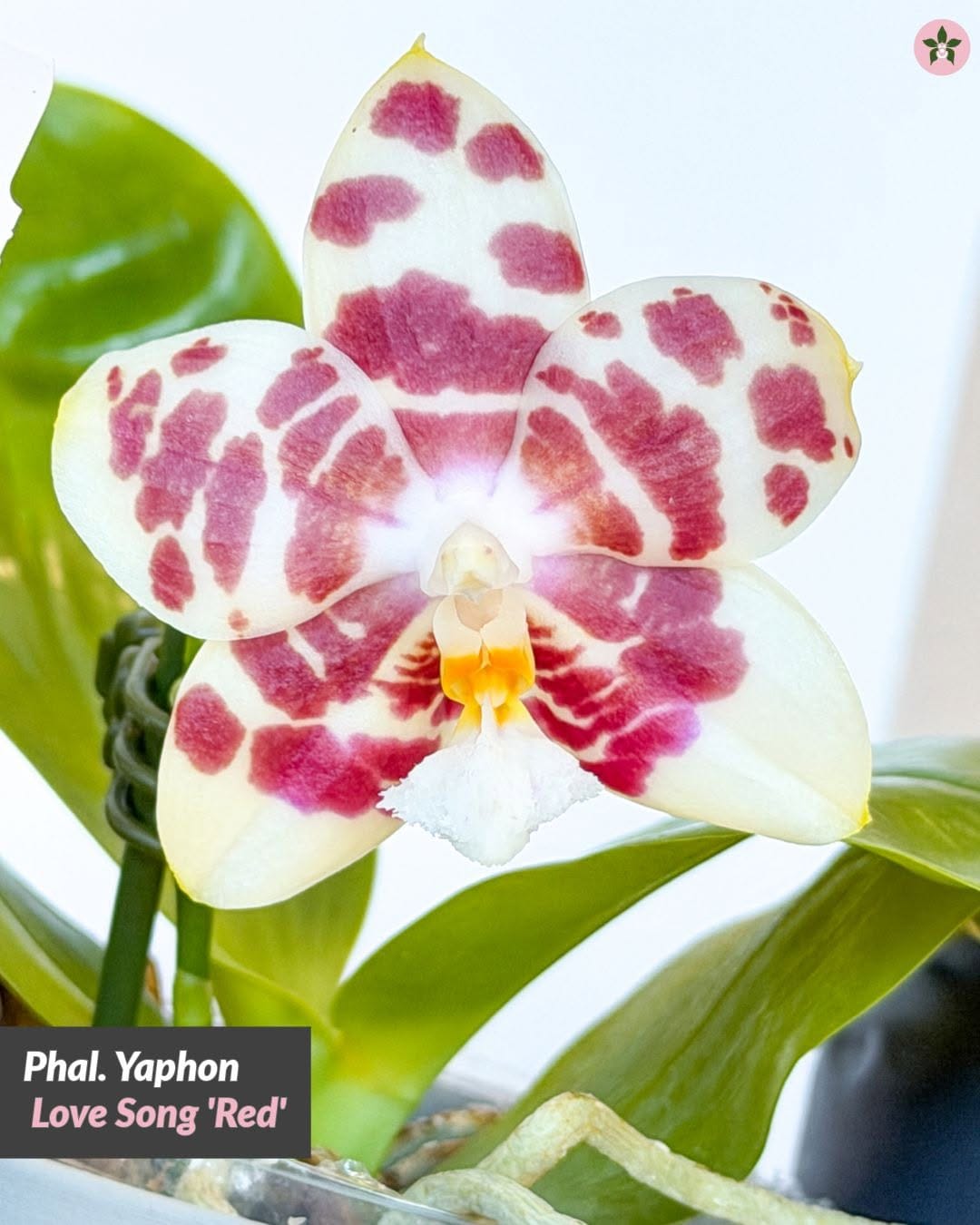 Post 6 by Roehampton Orchids on Instagram (carousel)