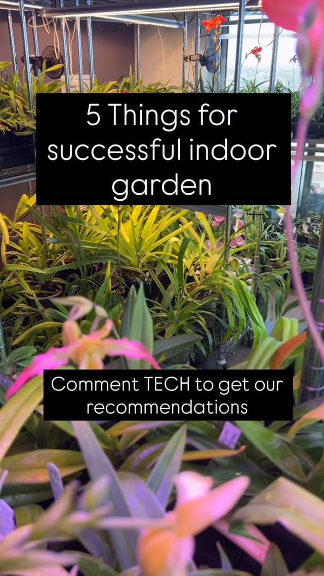 Post 1 by Roehampton Orchids on Instagram (video)