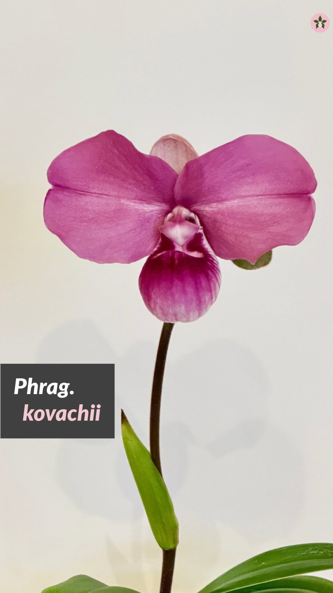 Post 2 by Roehampton Orchids on Instagram (video)