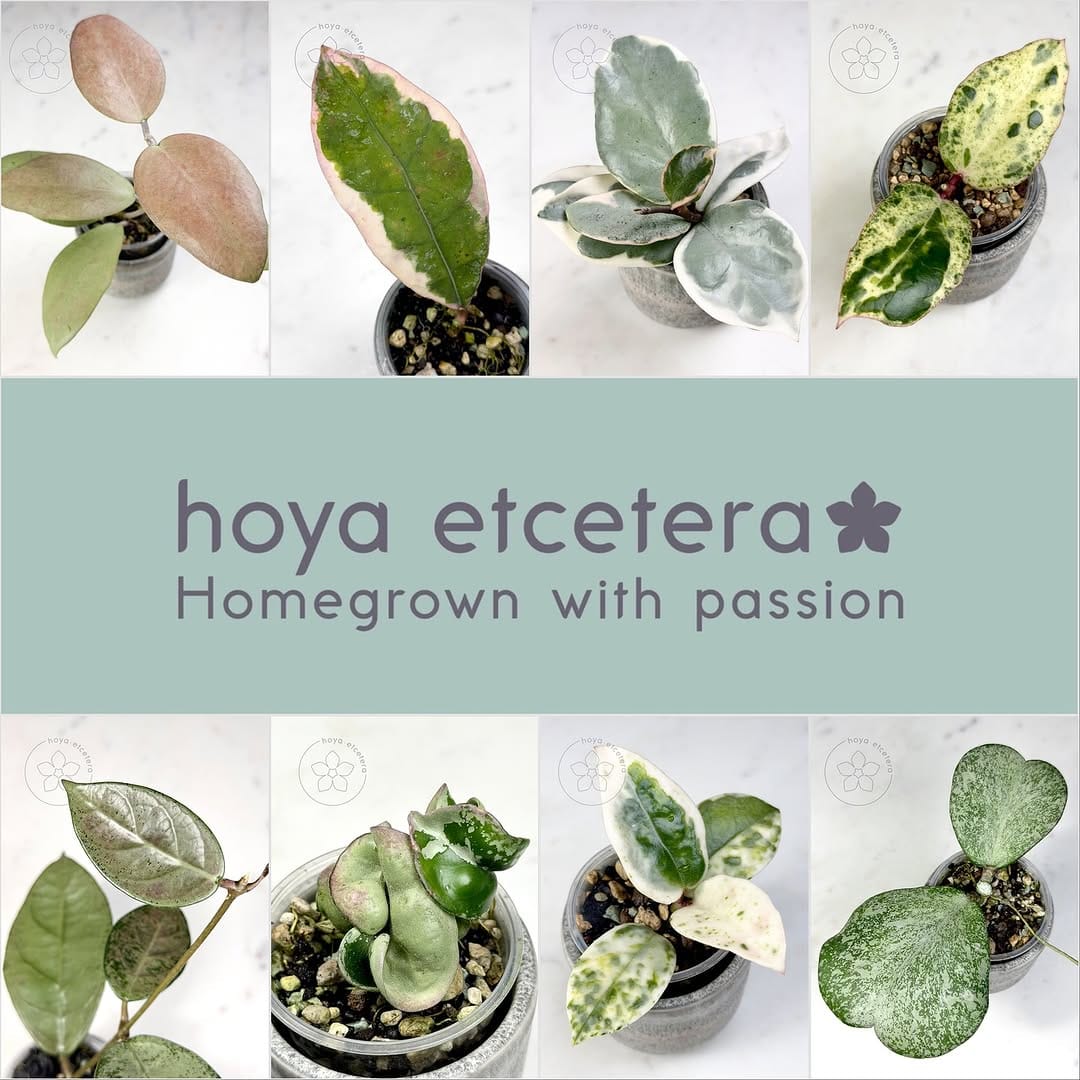 Post 5 by Hoya etcetera on Instagram (carousel)