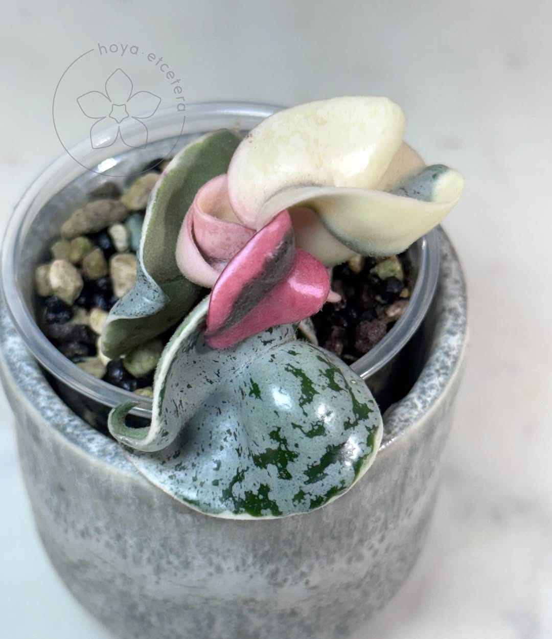 Post 10 by Hoya etcetera on Instagram (image)