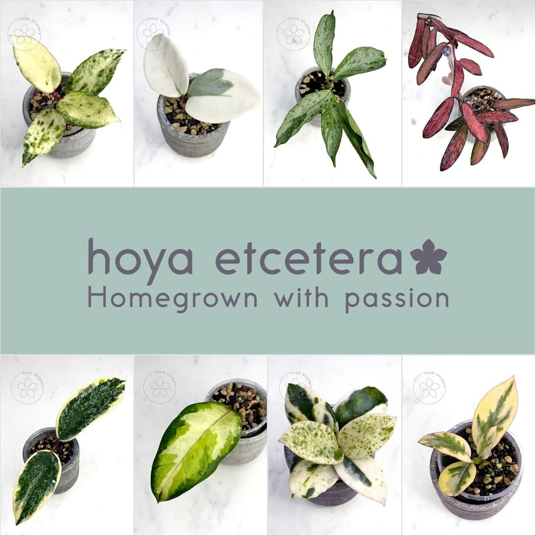 Post 3 by Hoya etcetera on Instagram (carousel)