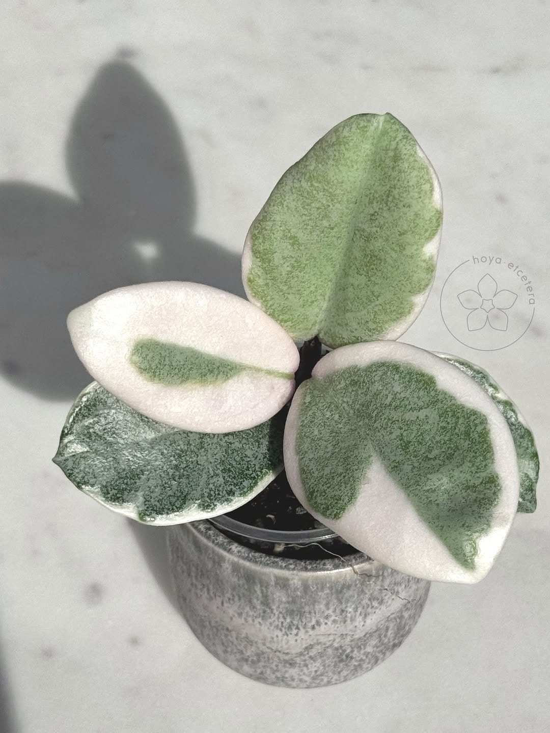 Post 9 by Hoya etcetera on Instagram (image)