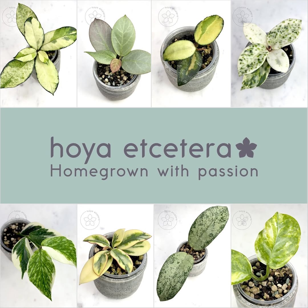 Post 1 by Hoya etcetera on Instagram (carousel)