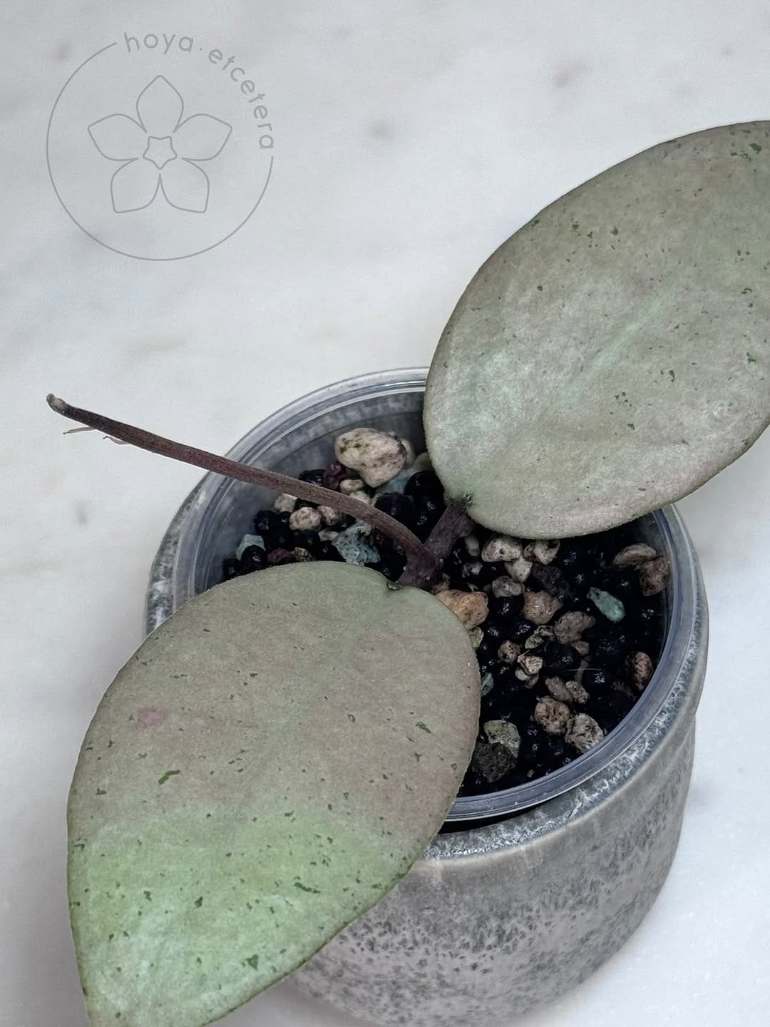 Post 4 by Hoya etcetera on Instagram (image)