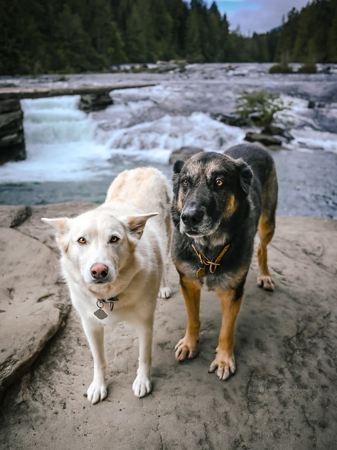 Post 3 by Chantael | with my dogs; Joleena & Larry on Instagram (image)