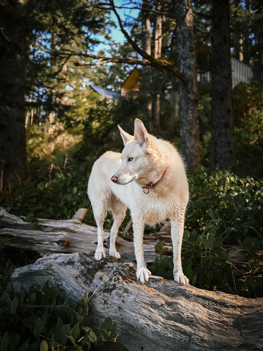 Post 5 by Chantael | with my dogs; Joleena & Larry on Instagram (image)