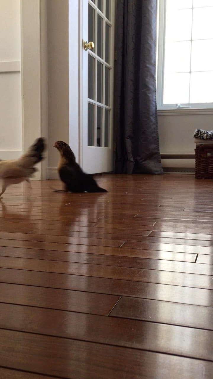 Post 1 by Cottes Cottes on Instagram (video)