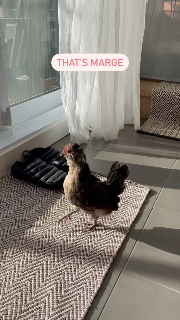 Post 10 by Cottes Cottes on Instagram (video)