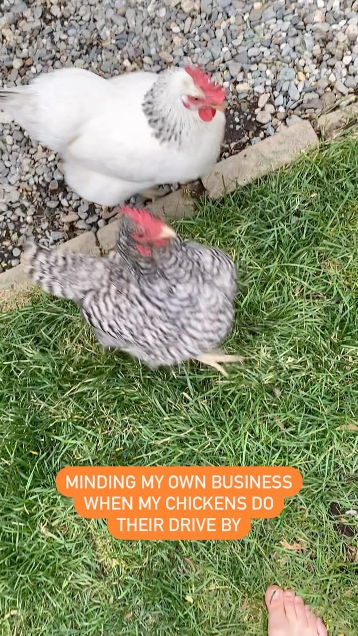 Post 4 by Cottes Cottes on Instagram (video)