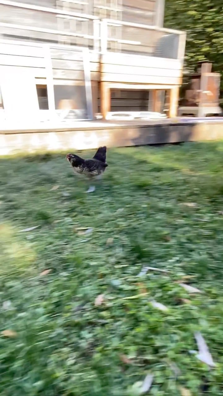 Post 7 by Cottes Cottes on Instagram (video)