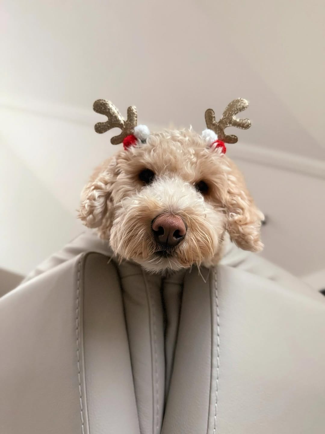 Post 2 by Jennifer & Koopa | Big “Mini” Goldendoodle on Instagram (carousel)