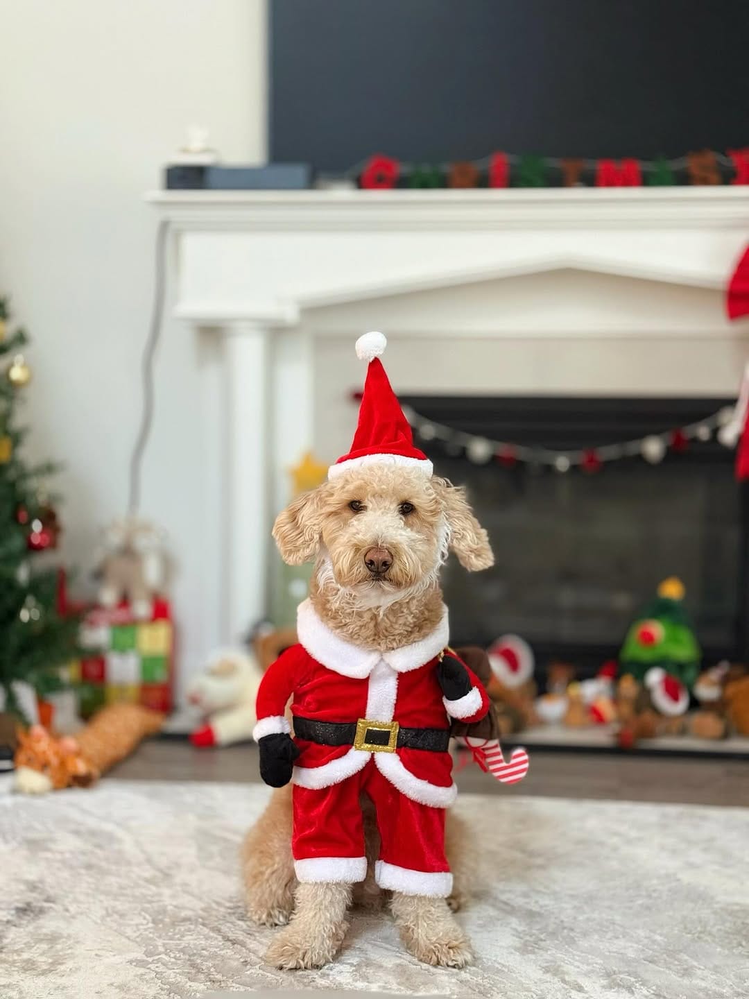 Post 5 by Jennifer & Koopa | Big “Mini” Goldendoodle on Instagram (carousel)