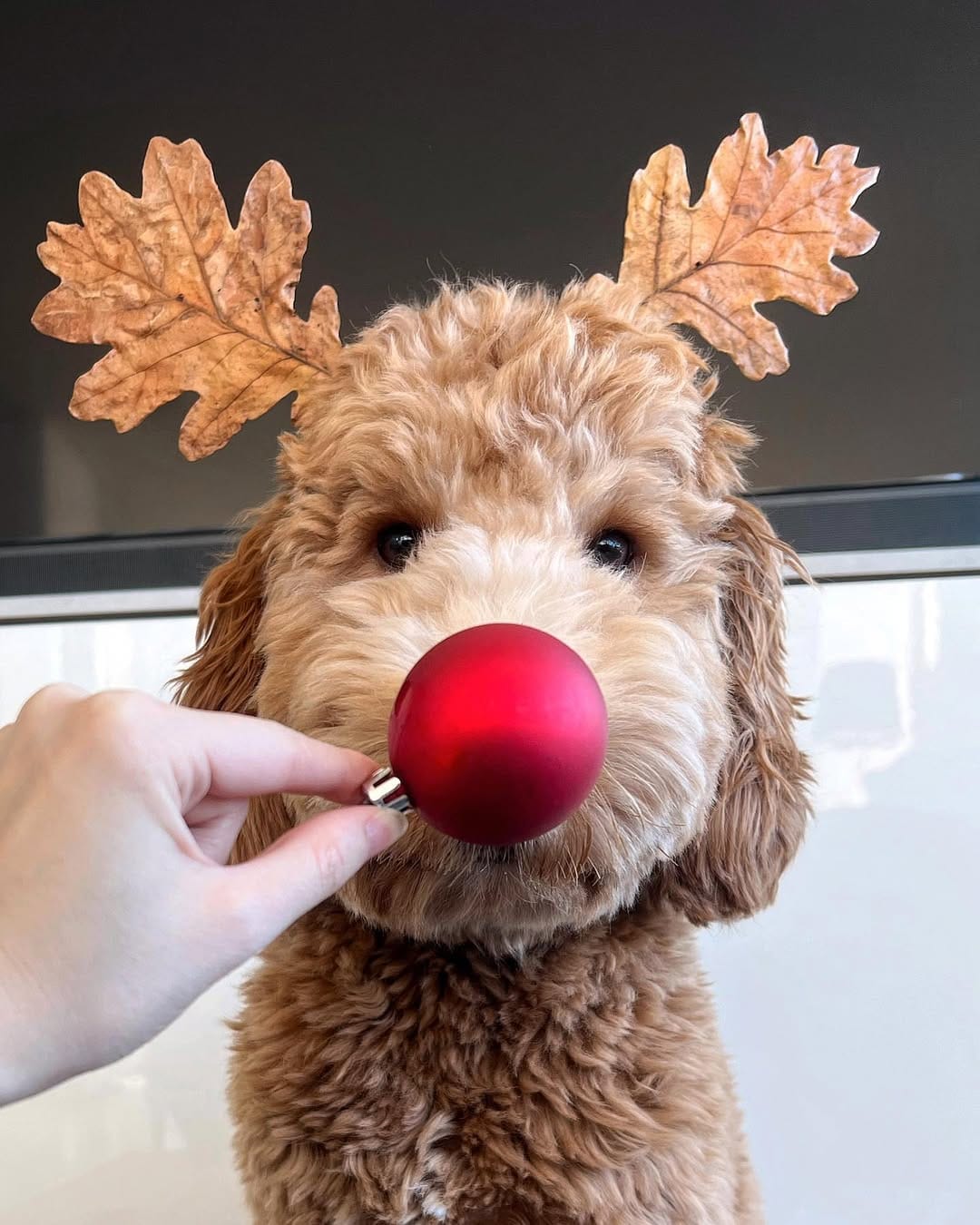 Post 10 by Jennifer & Koopa | Big “Mini” Goldendoodle on Instagram (image)