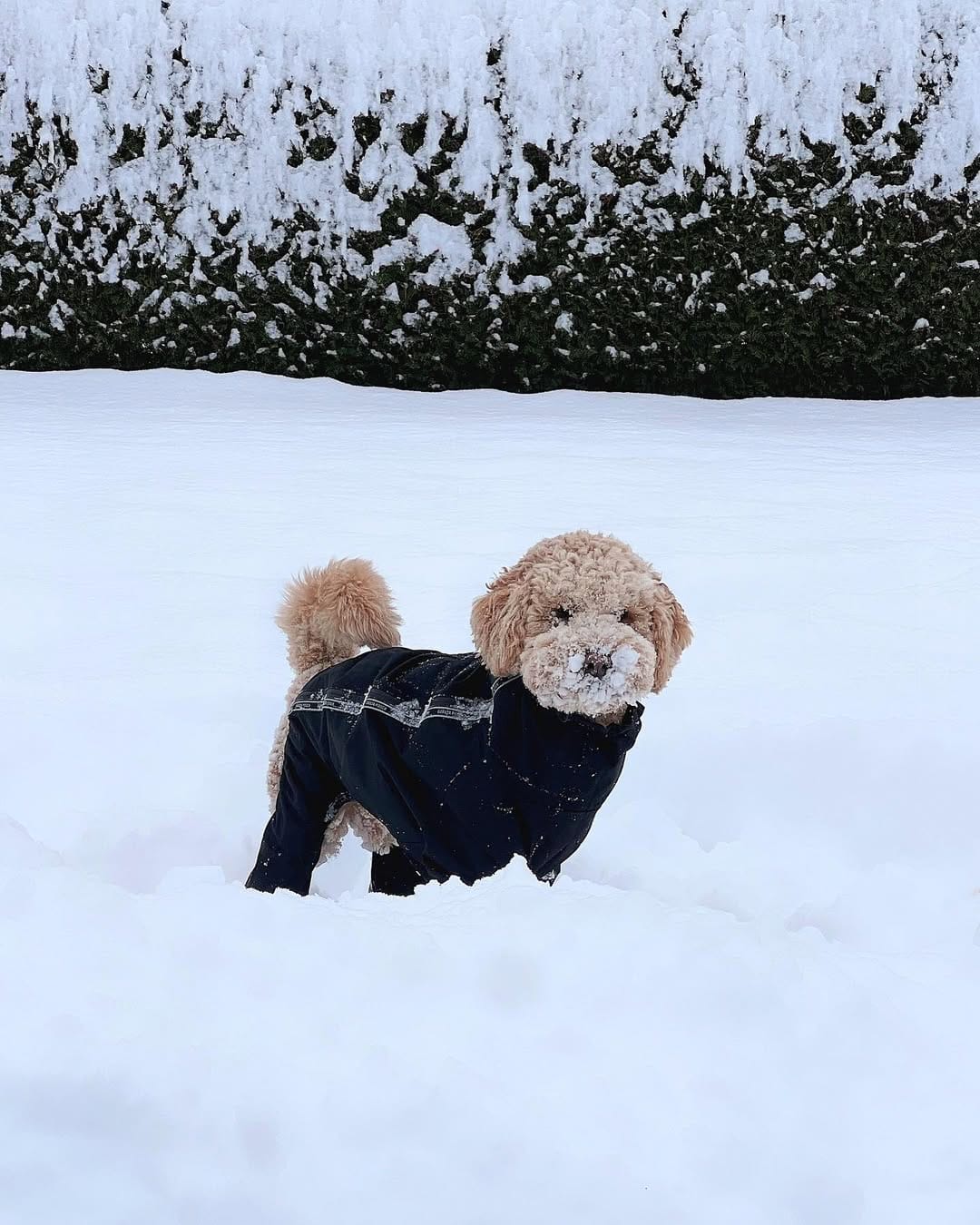 Post 8 by Jennifer & Koopa | Big “Mini” Goldendoodle on Instagram (carousel)