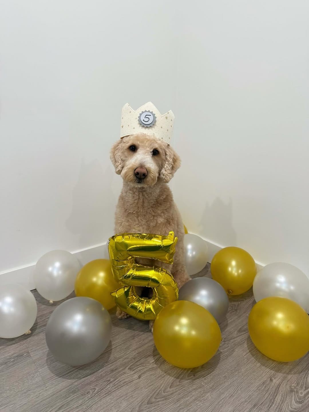 Post 6 by Jennifer & Koopa | Big “Mini” Goldendoodle on Instagram (carousel)