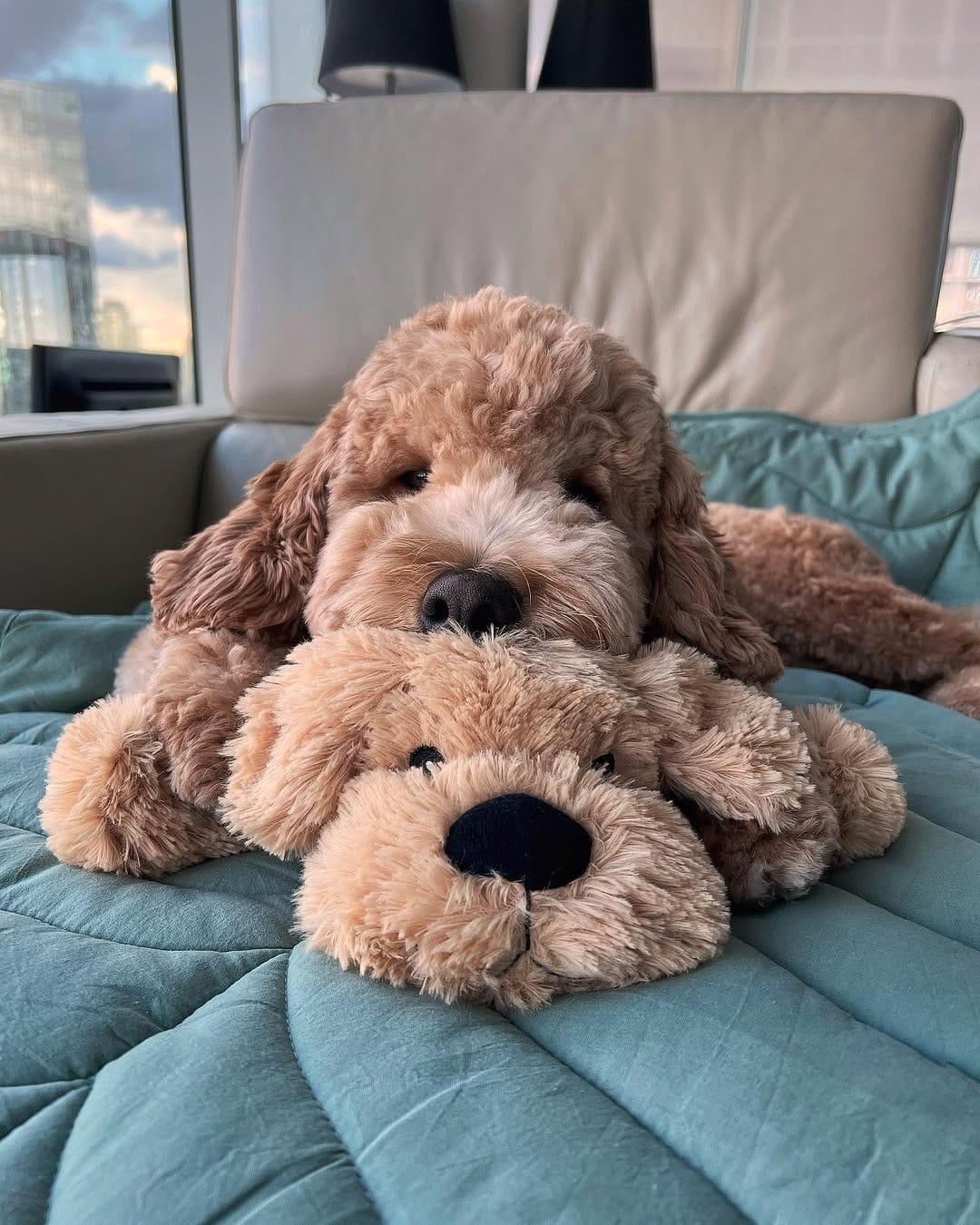 Post 9 by Jennifer & Koopa | Big “Mini” Goldendoodle on Instagram (carousel)