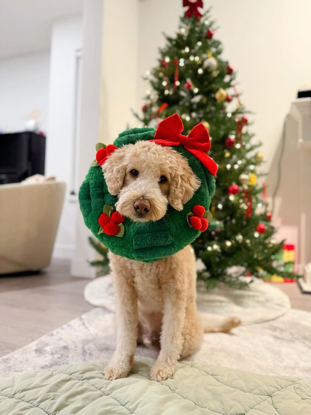 Post 4 by Jennifer & Koopa | Big “Mini” Goldendoodle on Instagram (carousel)