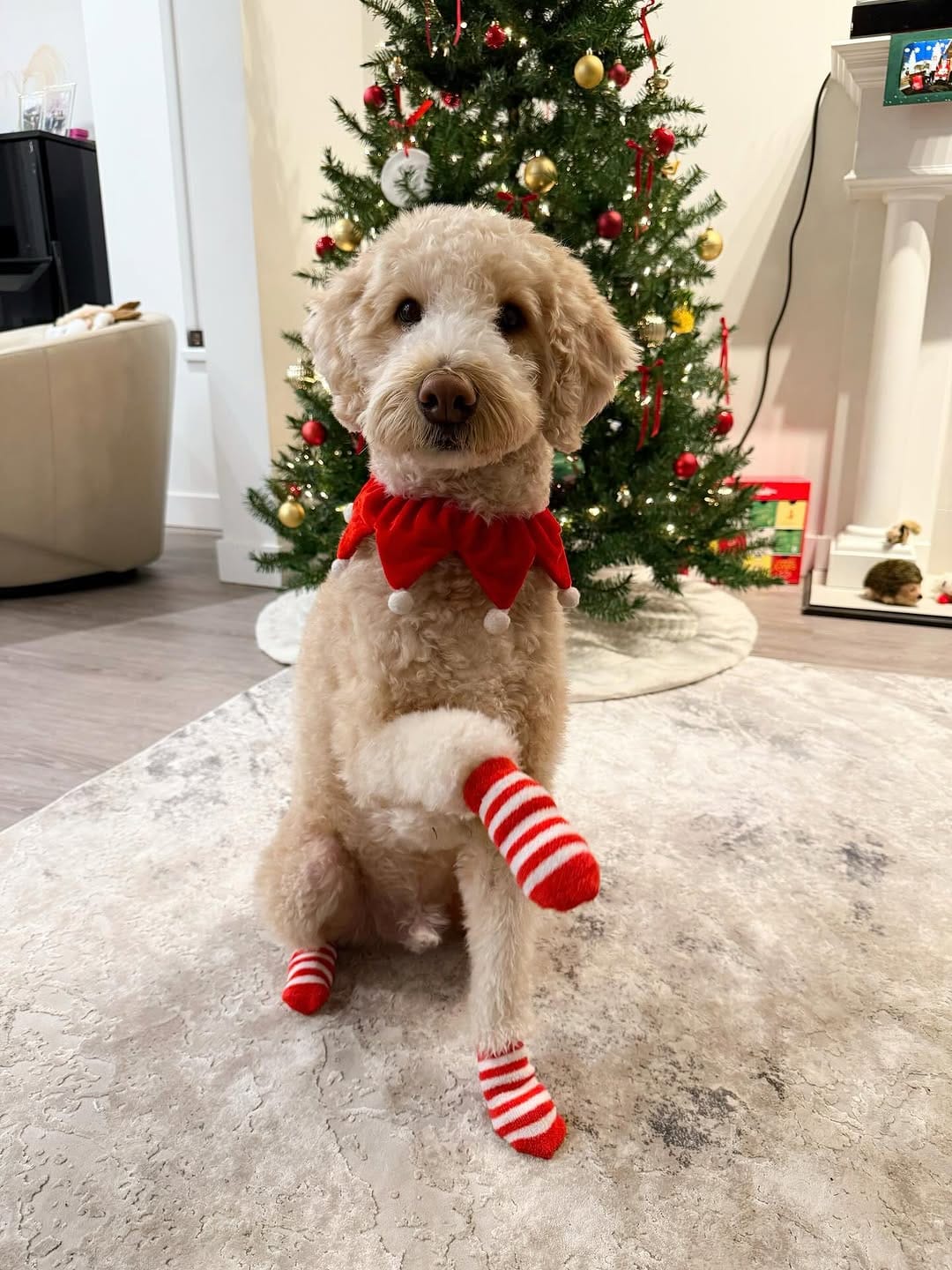 Post 1 by Jennifer & Koopa | Big “Mini” Goldendoodle on Instagram (carousel)