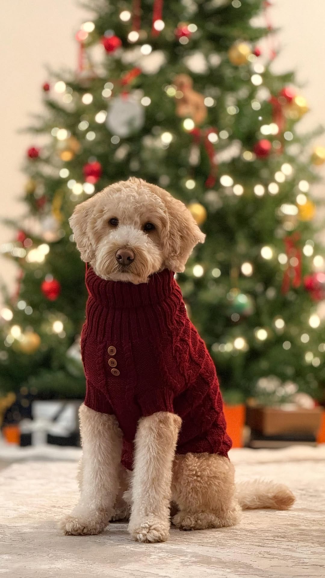 Post 7 by Jennifer & Koopa | Big “Mini” Goldendoodle on Instagram (video)