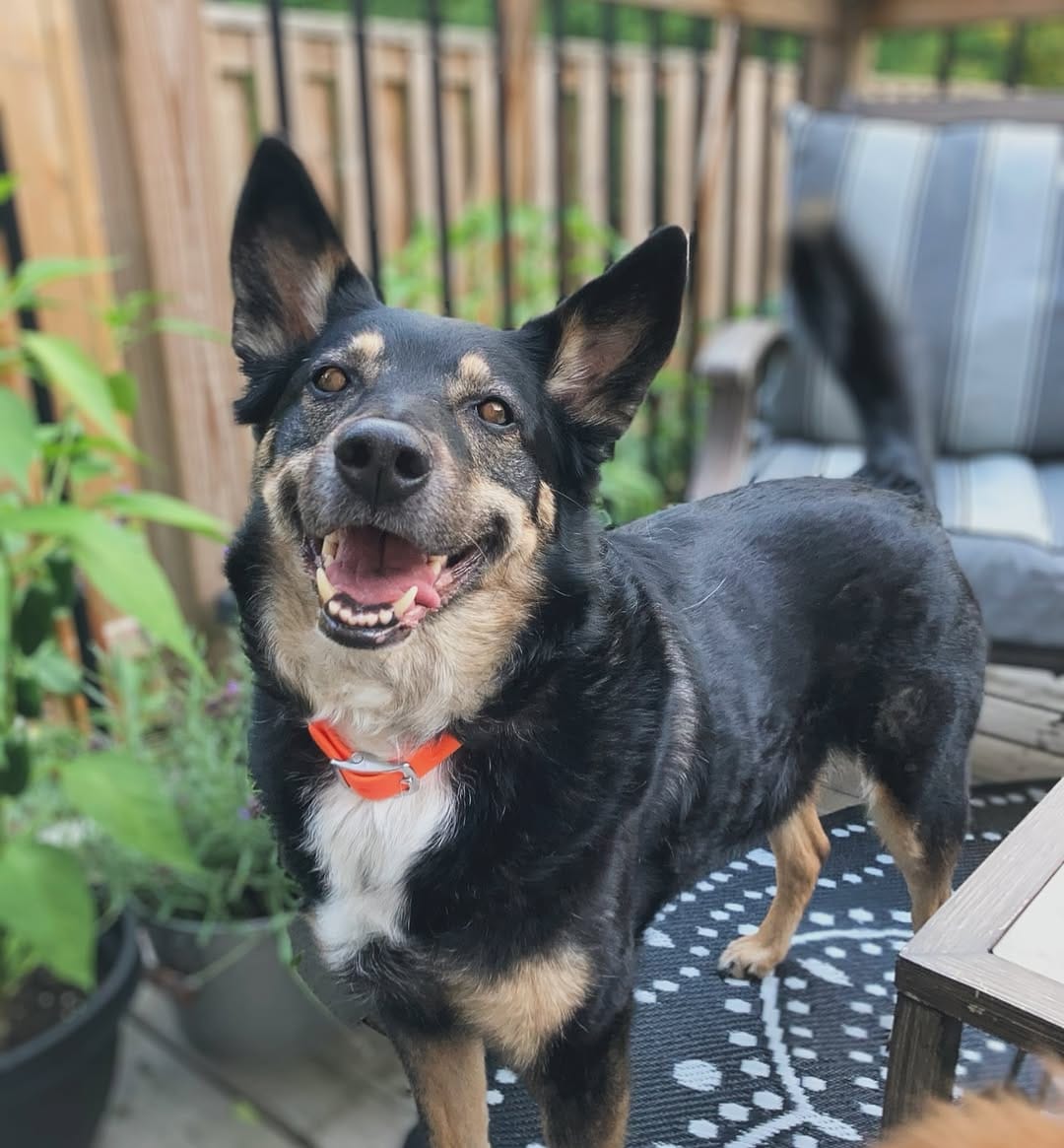Post 10 by Tank the Longhaired Dachshund & Texas the Senior Mutt on Instagram (image)