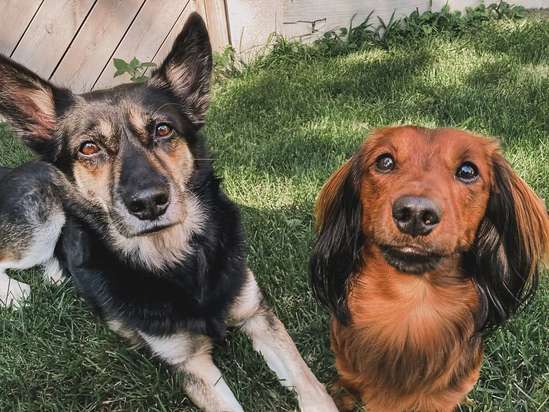 Post 9 by Tank the Longhaired Dachshund & Texas the Senior Mutt on Instagram (image)