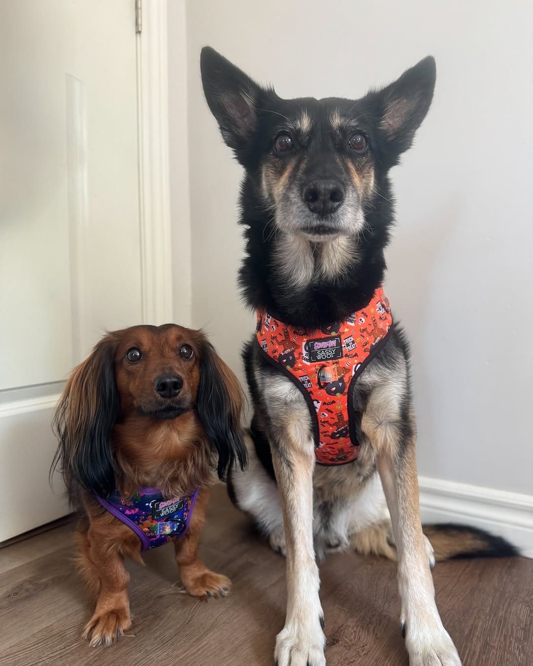 Post 5 by Tank the Longhaired Dachshund & Texas the Senior Mutt on Instagram (carousel)