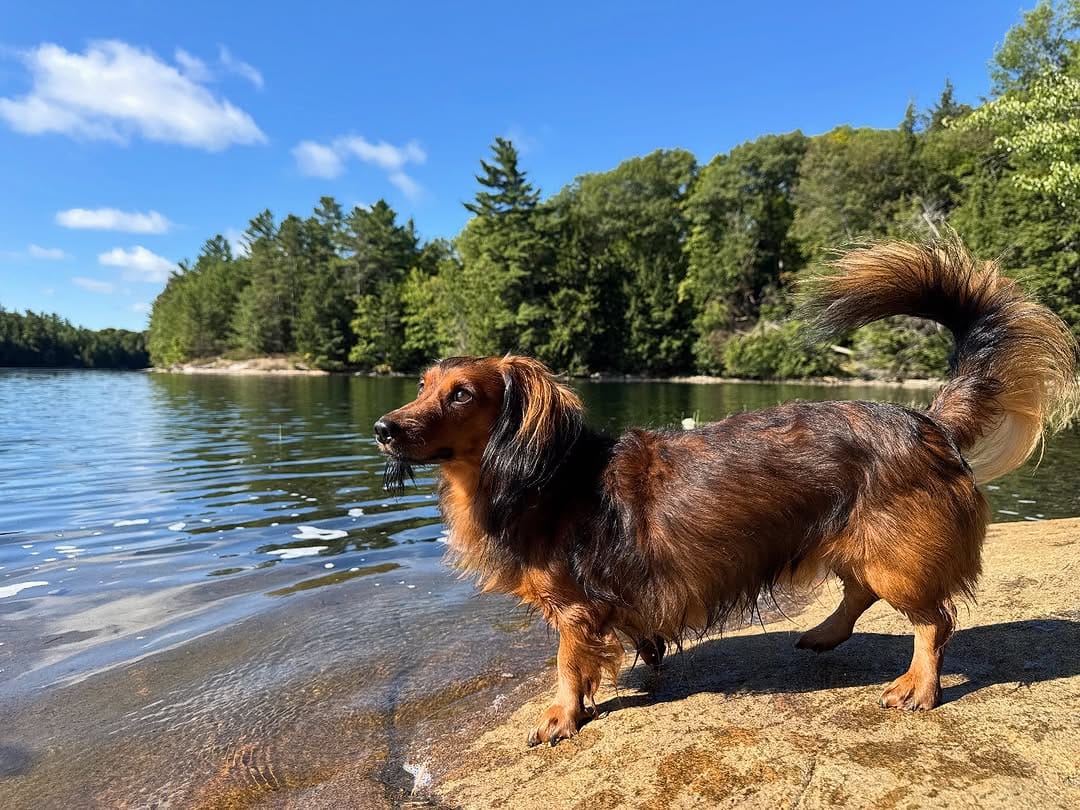 Post 1 by Tank the Longhaired Dachshund & Texas the Senior Mutt on Instagram (carousel)