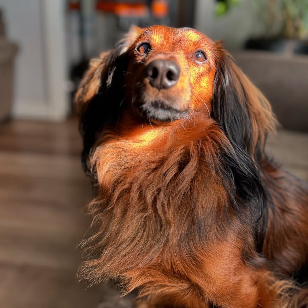 Post 3 by Tank the Longhaired Dachshund & Texas the Senior Mutt on Instagram (carousel)