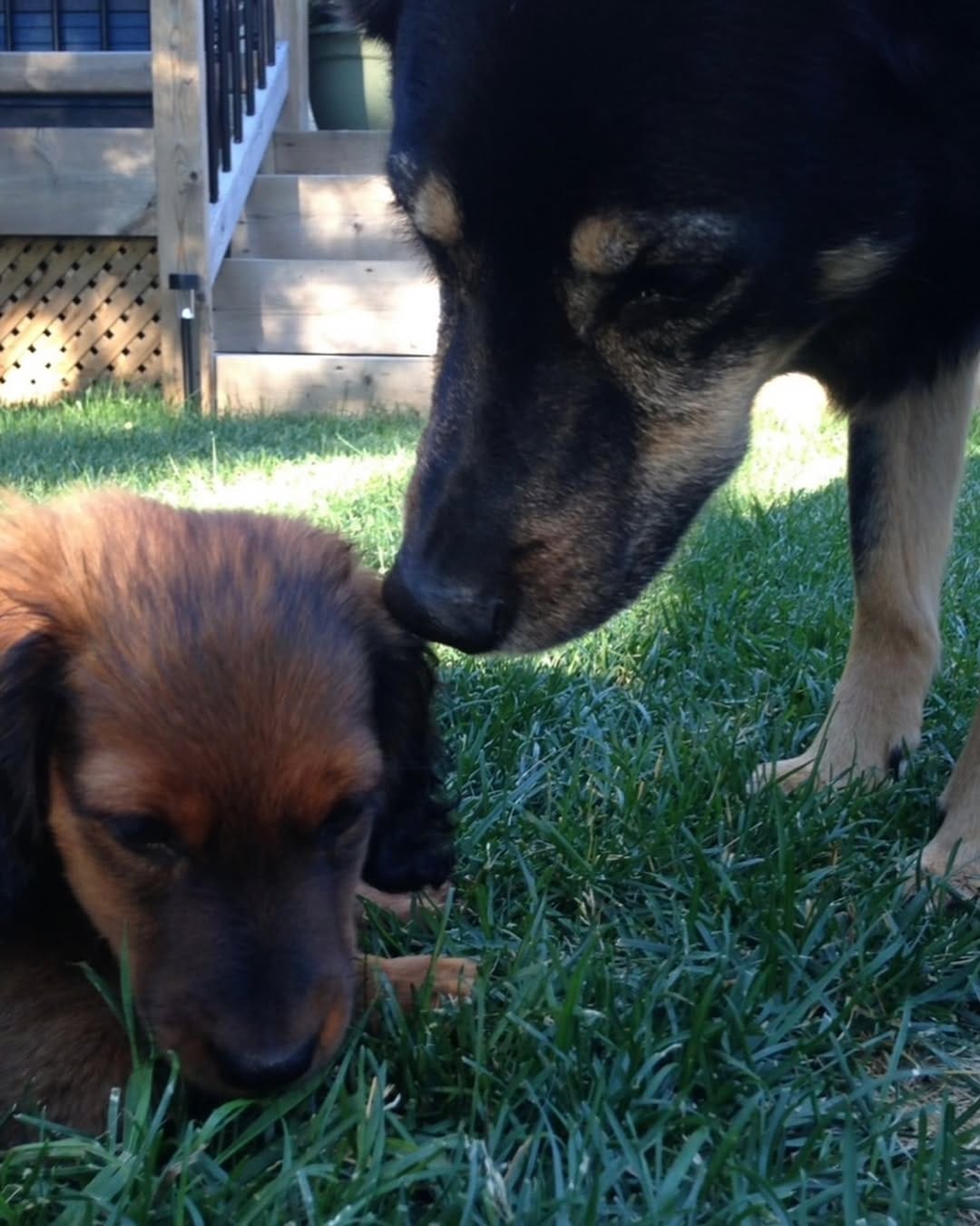 Post 7 by Tank the Longhaired Dachshund & Texas the Senior Mutt on Instagram (carousel)
