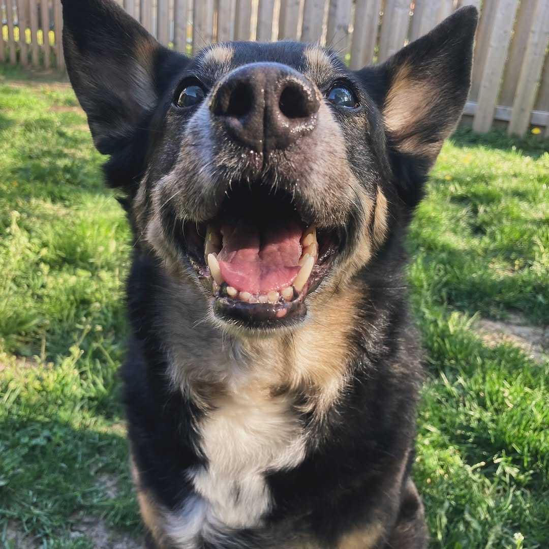 Post 4 by Tank the Longhaired Dachshund & Texas the Senior Mutt on Instagram (carousel)