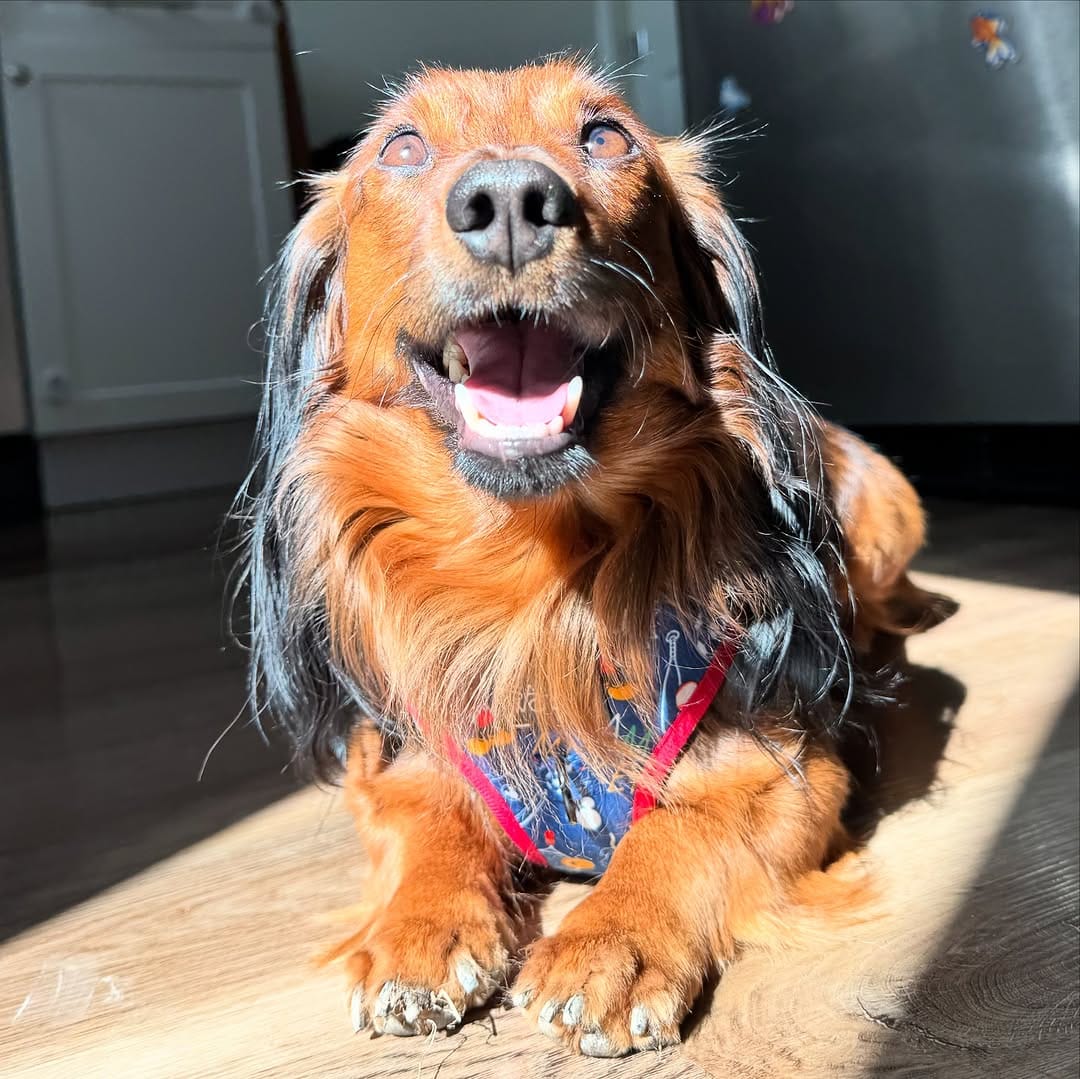 Post 2 by Tank the Longhaired Dachshund & Texas the Senior Mutt on Instagram (carousel)