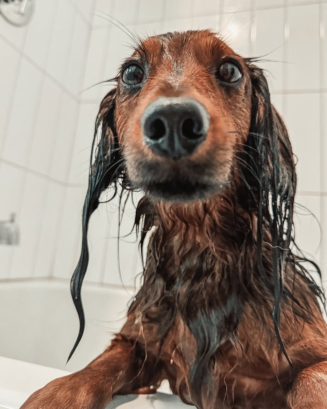 Post 6 by Tank the Longhaired Dachshund & Texas the Senior Mutt on Instagram (carousel)