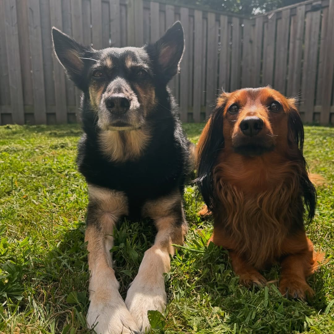 Post 8 by Tank the Longhaired Dachshund & Texas the Senior Mutt on Instagram (image)