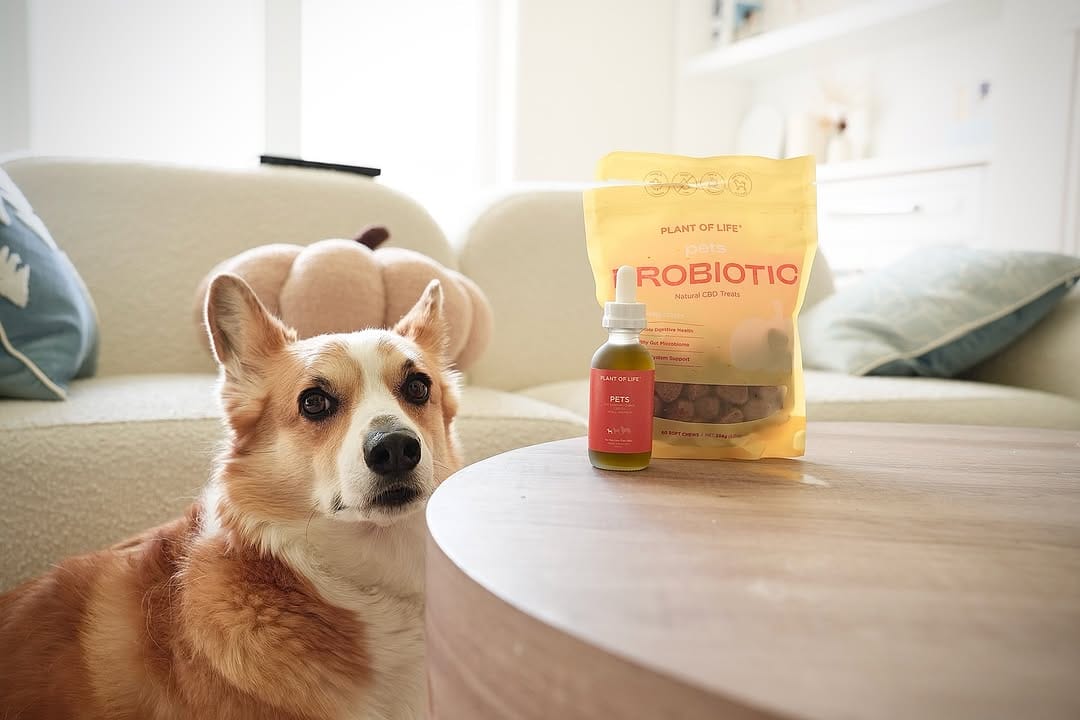 Post 2 by Jasper the Corgi | Dog Influencer on Instagram (carousel)