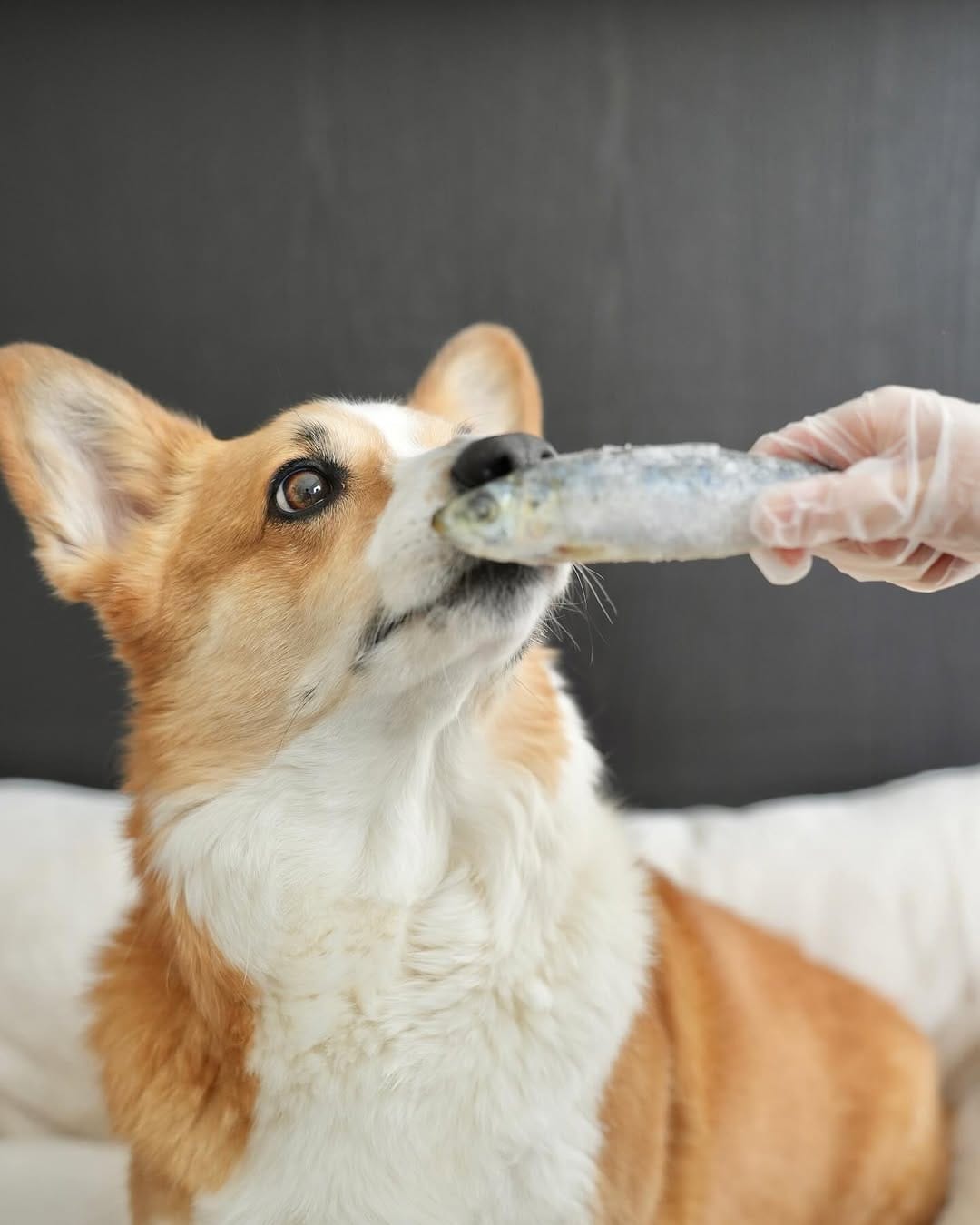 Post 3 by Jasper the Corgi | Dog Influencer on Instagram (carousel)