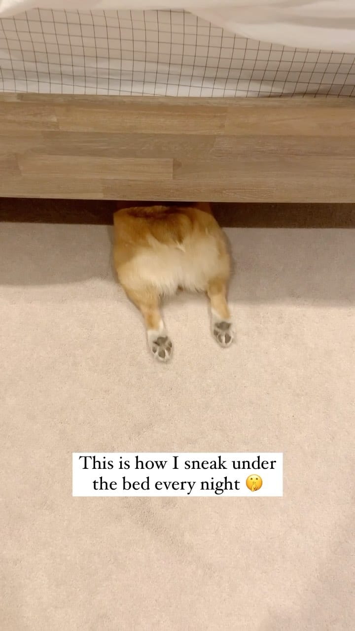 Post 10 by Jasper the Corgi | Dog Influencer on Instagram (video)