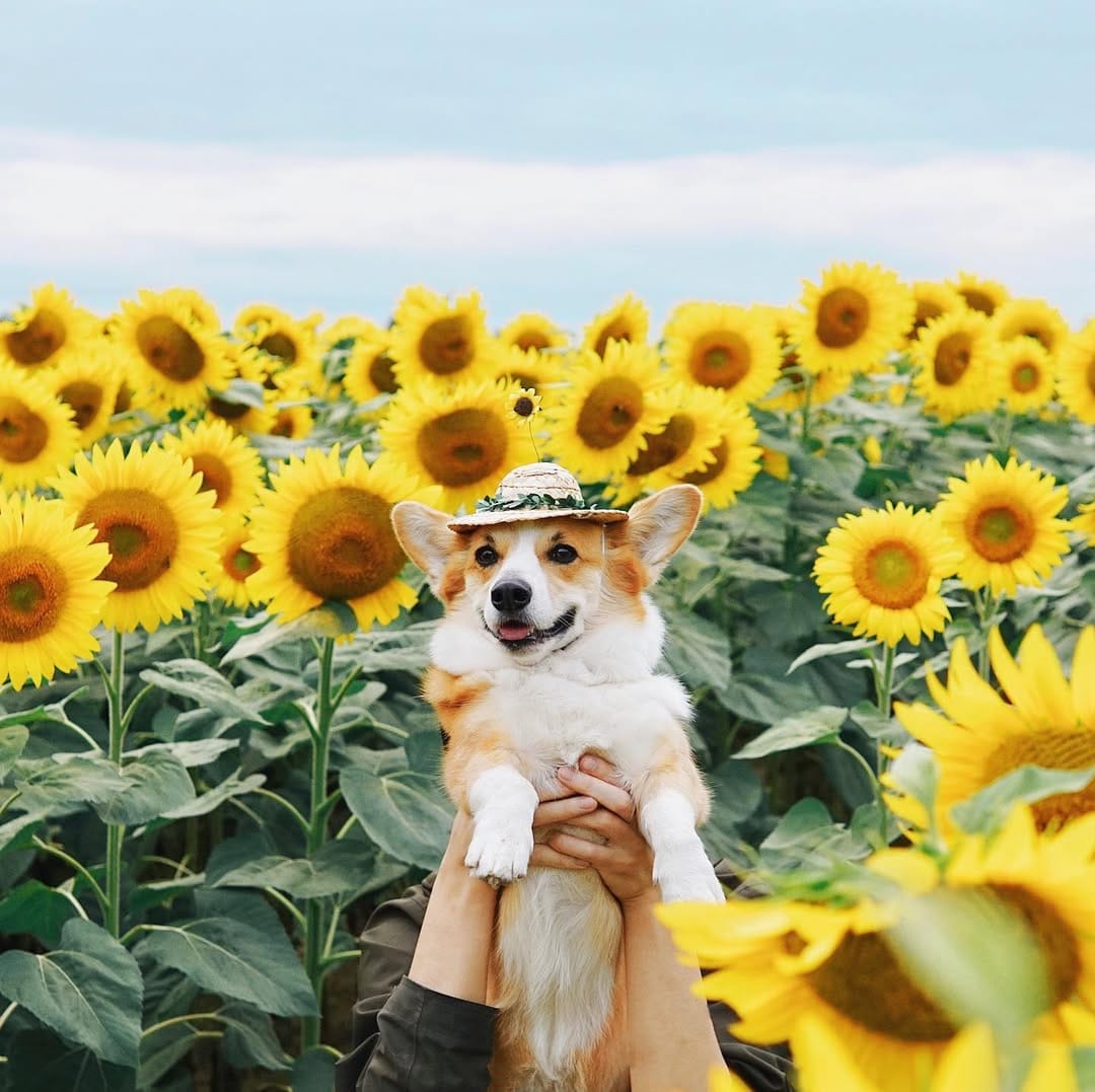 Post 9 by Jasper the Corgi | Dog Influencer on Instagram (image)
