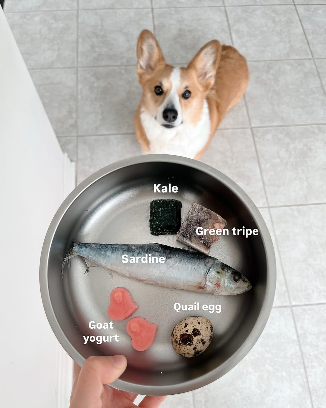 Post 5 by Jasper the Corgi | Dog Influencer on Instagram (image)