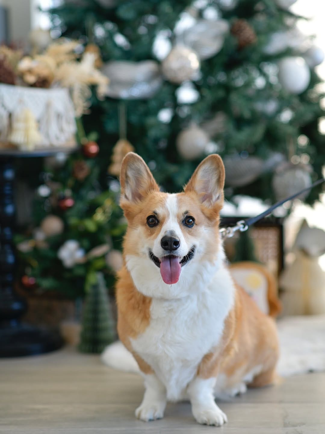 Post 1 by Jasper the Corgi | Dog Influencer on Instagram (image)