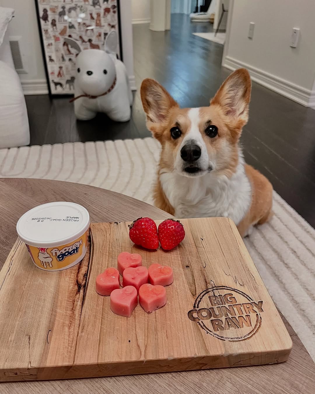 Post 6 by Jasper the Corgi | Dog Influencer on Instagram (carousel)