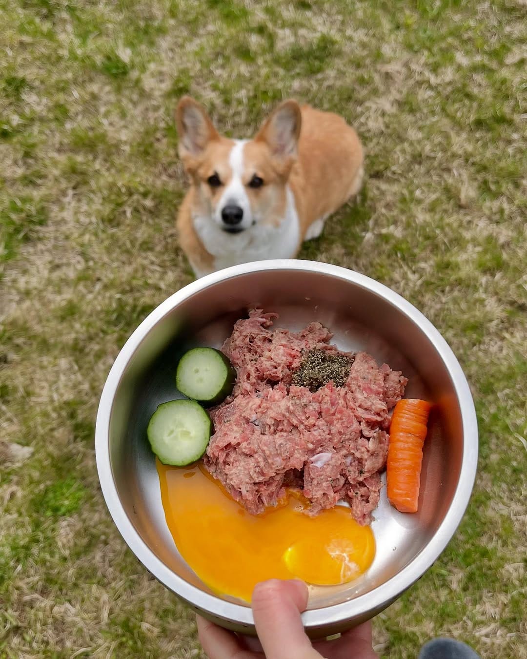 Post 4 by Jasper the Corgi | Dog Influencer on Instagram (image)