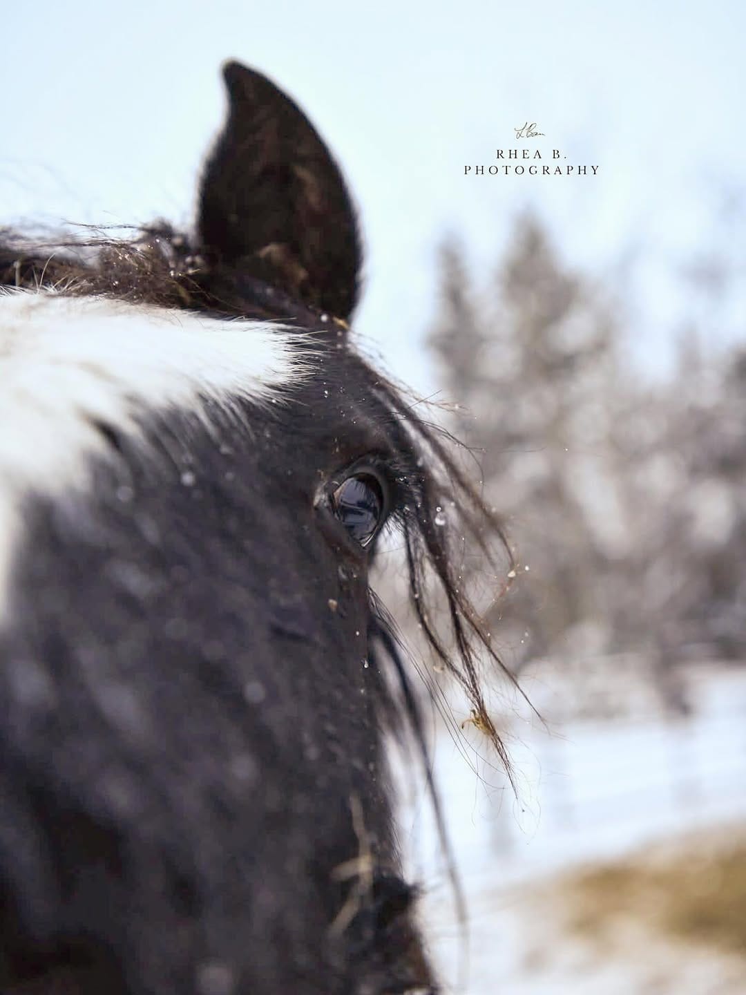 Post 4 by Rhea B. Photography on Instagram (image)