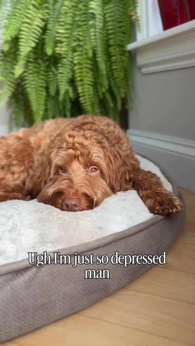 Post 4 by Finn & Alex | Pet & UGC Creator on Instagram (video)